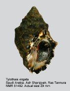 Tylothais virgata (2)